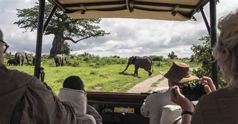 Masai Mara Gnuernes Store Vandring 4 Dages Safari GetYourGuide