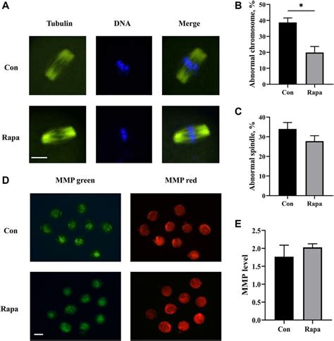 Effects Of Rapamycin On The Quality Of Ivm Oocytes A The