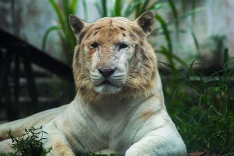 Ligre E Tigre O Conhe A Os Bizarros H Bridos De Le Es E Tigres Mega