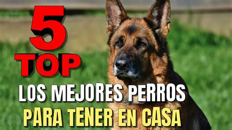 Los MEJORES PERROS Para TENER EN CASA TOP 5 MEJORES PERROS Para TENER