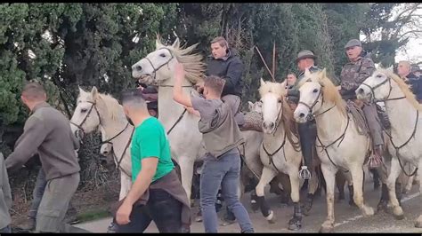 La Crau de Châteaurenard ABRIVADO LONGUE 28 12 2023 YouTube