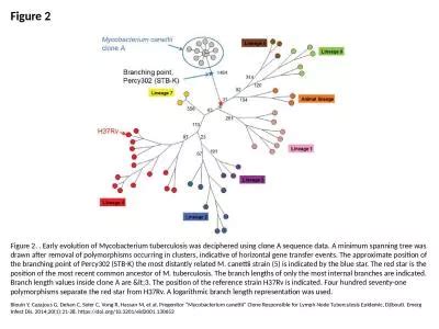 Ppt Figure Figure Early Evolution Of Mycobacterium