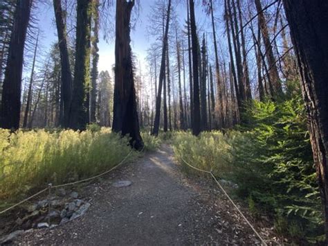 2023 Best Easy Trails in Big Basin Redwoods State Park | AllTrails