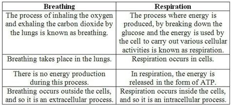 Difference Between Respiration And Breathing Brainly In