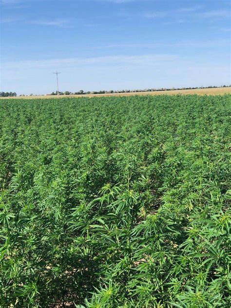 Industrial Hemp Farming Consultations | Colorado Breeders Depot