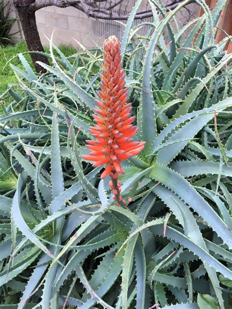 Aloe Arborescens