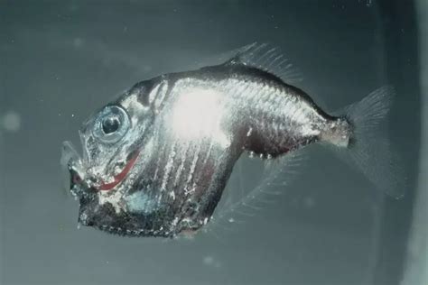 The Deep Sea Hatchetfish: A Fish From Another World - deepseawonders.net