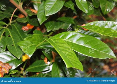 Laurel Bush / Shrub in Autumn Stock Photo - Image of perfect, autumn: 199375132