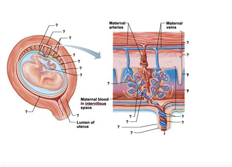 Diagrammatic Representation Of The Structure Of The Placenta For A