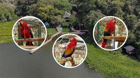 Guacamayas Rojas Que Nacieron En El Aquarium De Veracruz Serán Liberadas En Nanciyaga La