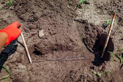 Mole vs. Vole Damage—3 Key Differences for Identification (and What to ...