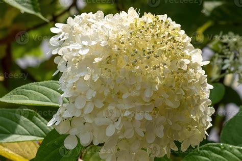 White panicle hydrangea blossoms in the sun 9813215 Stock Photo at Vecteezy