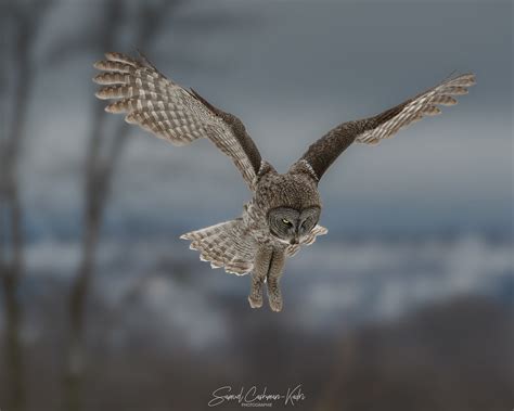 Chouette Lapone Great Gray Owl Strix Nebulosa Samuel Cashman