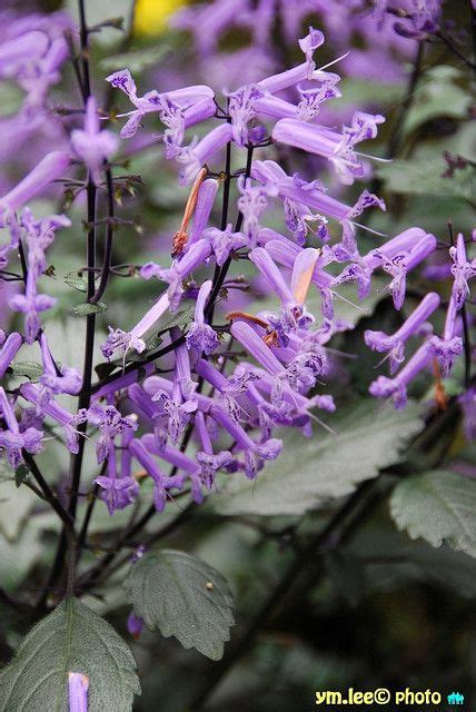 Purple Honeysuckle By Peterymlee Via Flickr My Flower Flowers Flower