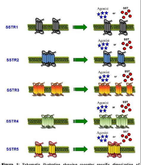 Figure 1 From G Protein Coupled Receptors Dimerization Diversity In