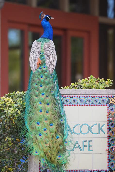 The Peacock Cafe Los Angeles County Arboretum And Botanic Ga… Flickr