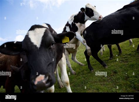 Apareamiento de la vaca fotografías e imágenes de alta resolución Alamy