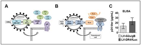 Lentiviral Vector Designs And Viral Titer A Schematic Representation