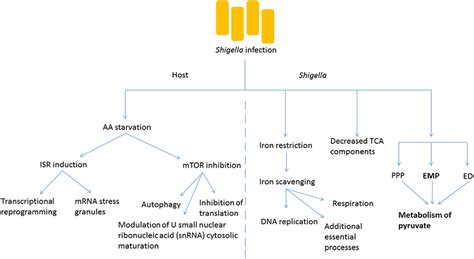 Frontiers Cellular Aspects Of Shigella Pathogenesis Focus On The Manipulation Of Host Cell