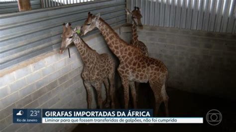 Vídeo Seis meses após morte de três animais girafas importadas da