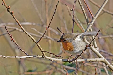 Rougegorge Familier European Robin Paul Troussart Flickr