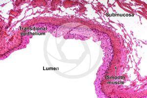 Man Urinary Bladder Transverse Section X Man Mammals