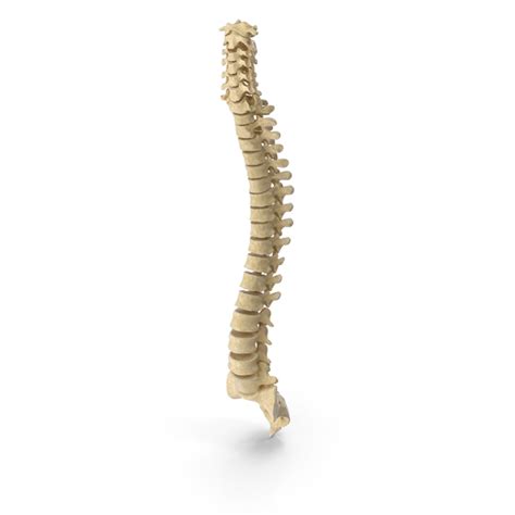 Human Spine Bones Anatomy PNG Images & PSDs for Download | PixelSquid ...