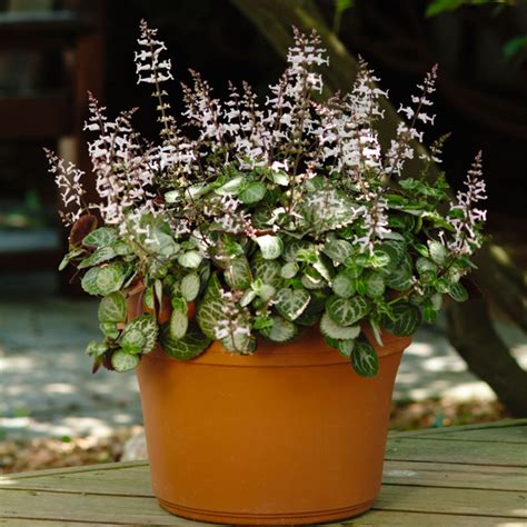 11 Best Plants for Container Gardening — The Family Handyman