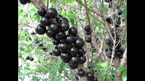 MUDAS FRUTIFERAS DE JABUTICABA GIGANTE PAULISTA YouTube