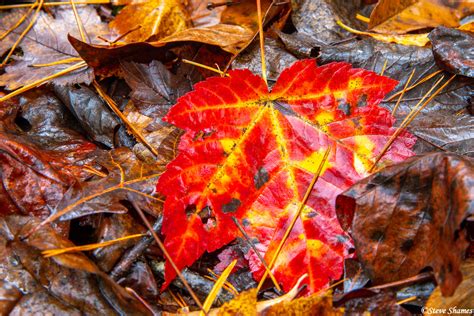 Vogel State Park | North Georgia mountains | Steve Shames Photo Gallery