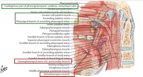 Head And Neck Anatomy October 2020