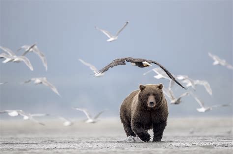 Animals and climate change: which animals will be most resilient?