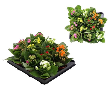 Kalanchoe blossfeldiana MIX — Plant Wholesale FlorAccess