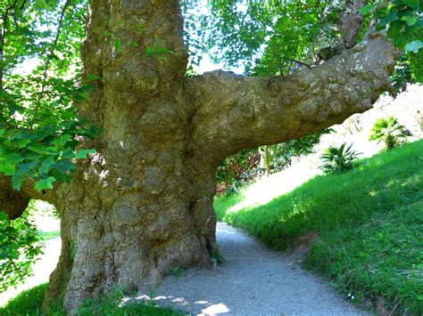 Tronco De Arbol Grueso Grande Foto Gratis En Pixabay Pixabay