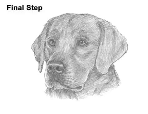 How To Draw A Labrador Retriever Head Video And Step By Step Pictures