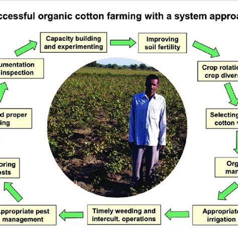 Successful organic cotton farming with a system approach | Download ...