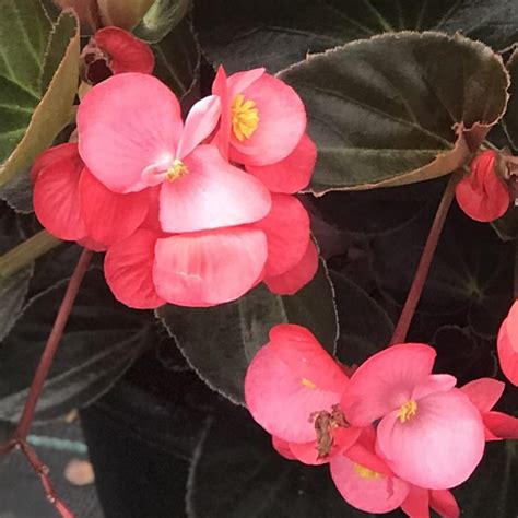 Begonia Big™ Rose With Bronze Leaf Begonia From Saunders Brothers Inc