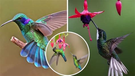 Qué significa si un colibrí entra a tu casa y por qué es tan