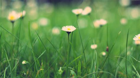 Wildflower Wallpaper (59+ images)