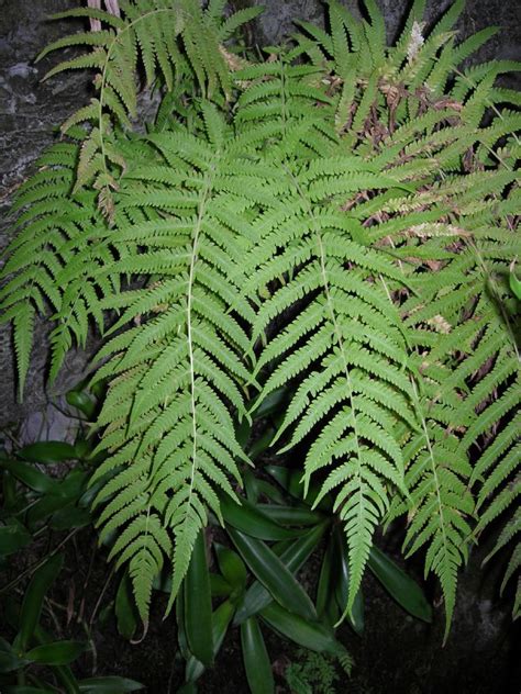 Thelypteris Kunthii Thelypteridaceae Image At