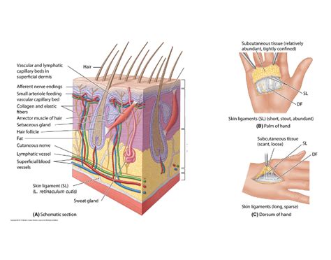 Structure of Skin and Subcutaneous tissue Quiz