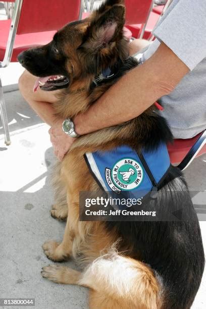 242 German Shepherd Service Dog Stock Photos High Res Pictures And