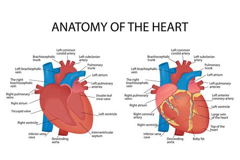 Anatomy of the heart of the human heart on a white background. Vector ...