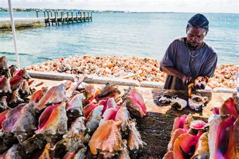 Bahamian Queen Conch Fishers And Scientists Share Knowledge For A