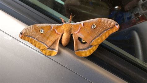 A big, beautiful, fuzzy orange moth in Texas. At least 4 inch wingspan ...