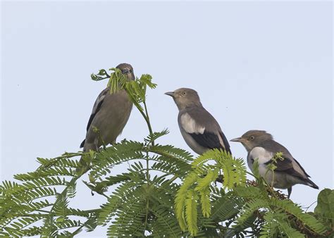 White Shouldered Starling Birds Of Singapore