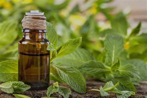 Los Beneficios Del Aceite Esencial De Menta Y Como Usarlo Tienda