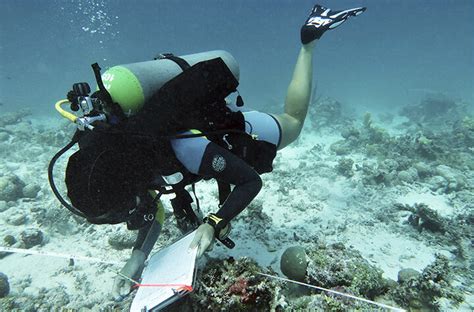 Understanding The Drivers Of Coral Reef Recovery A Long Term Study In