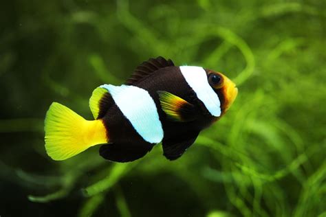 17 Types of Clownfish With Striking Colors - FishHQ