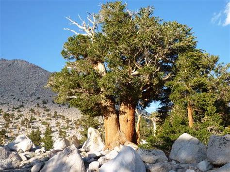 Pinus Balfouriana Stout Foxtail Pine Foxtail Stout Plants